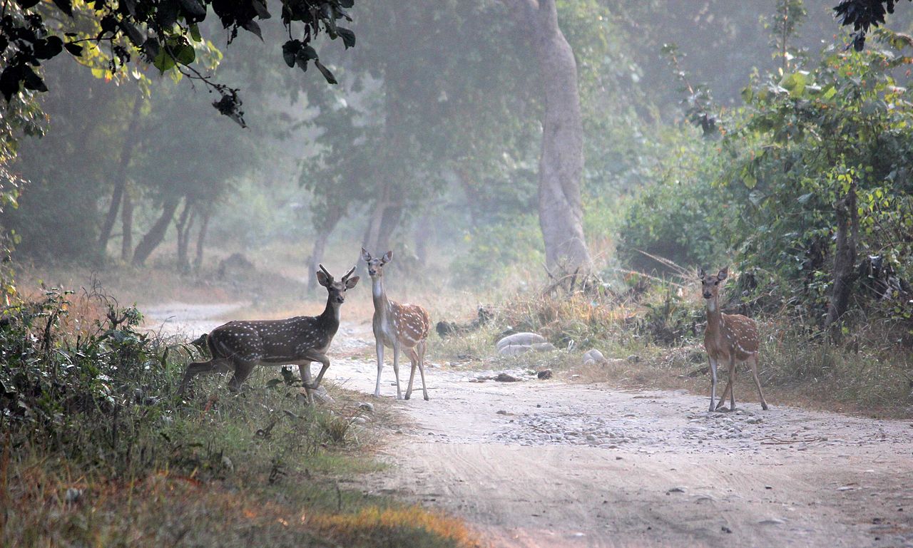 Jim Corbett National Park Trip
