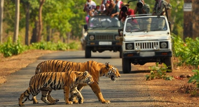 Jim Corbett National Park Trip