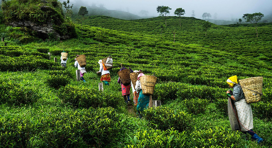 Kerala GIT 2025