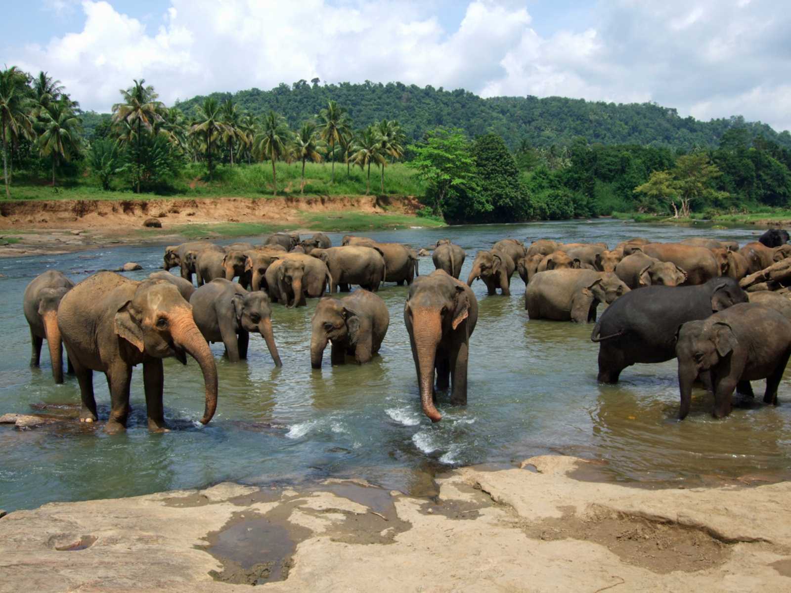 Cultural Sri Lanka Group Tour