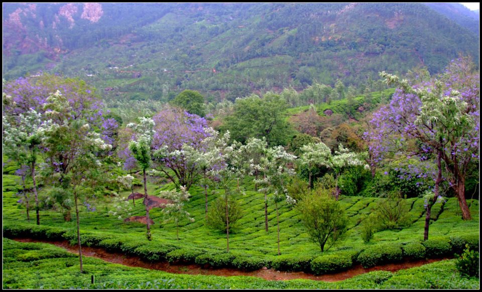 Enthralling Kerala