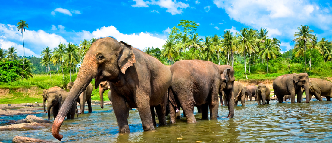 SRI LANKAN WONDERS