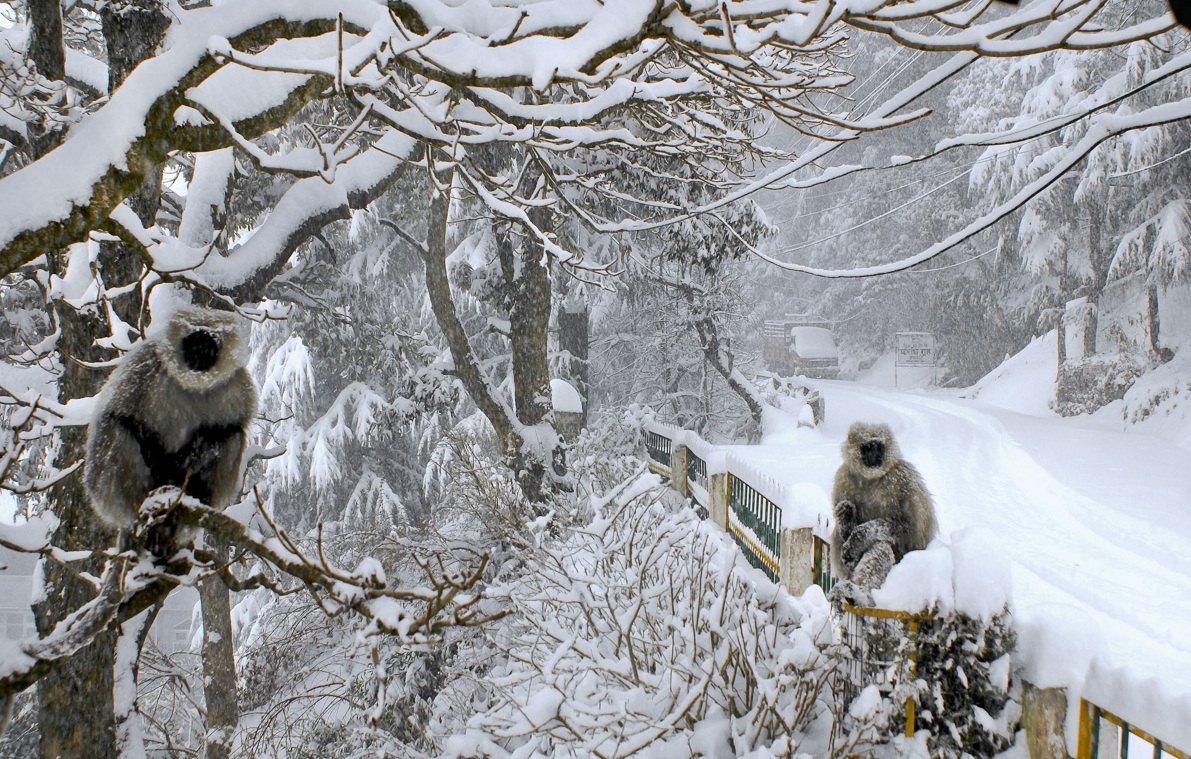 Serene Pathways