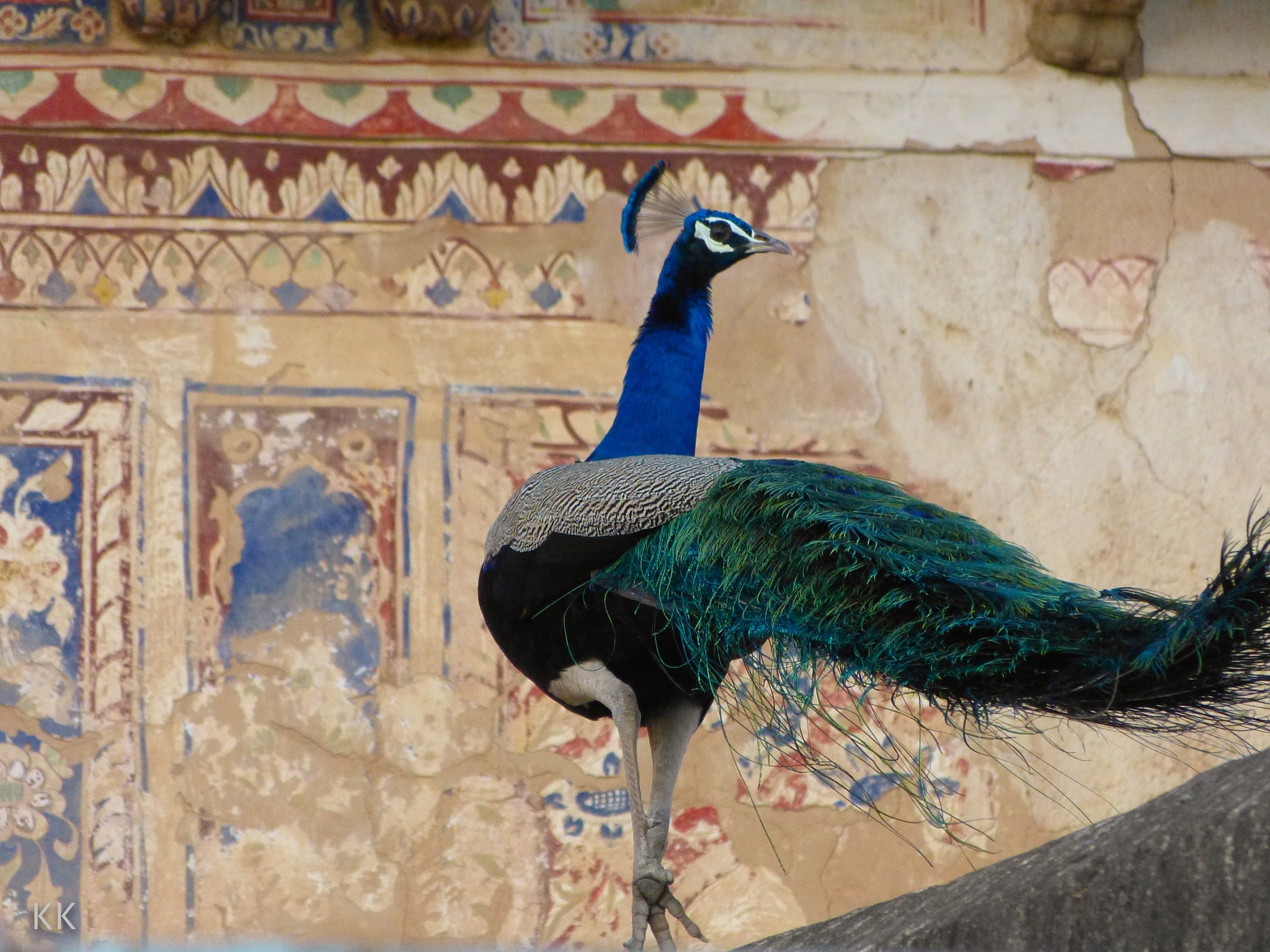 Golden Triangle Delight