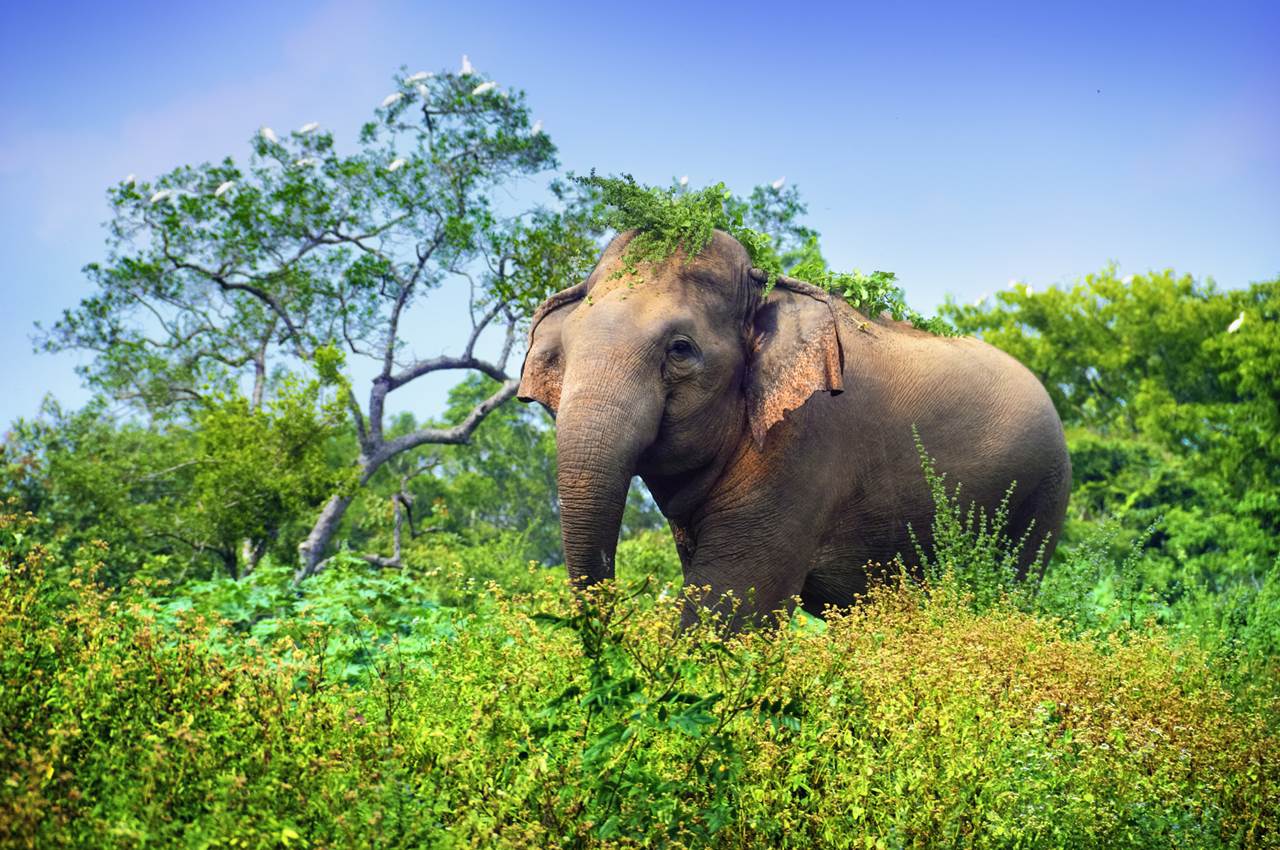 Ancient Sri Lanka
